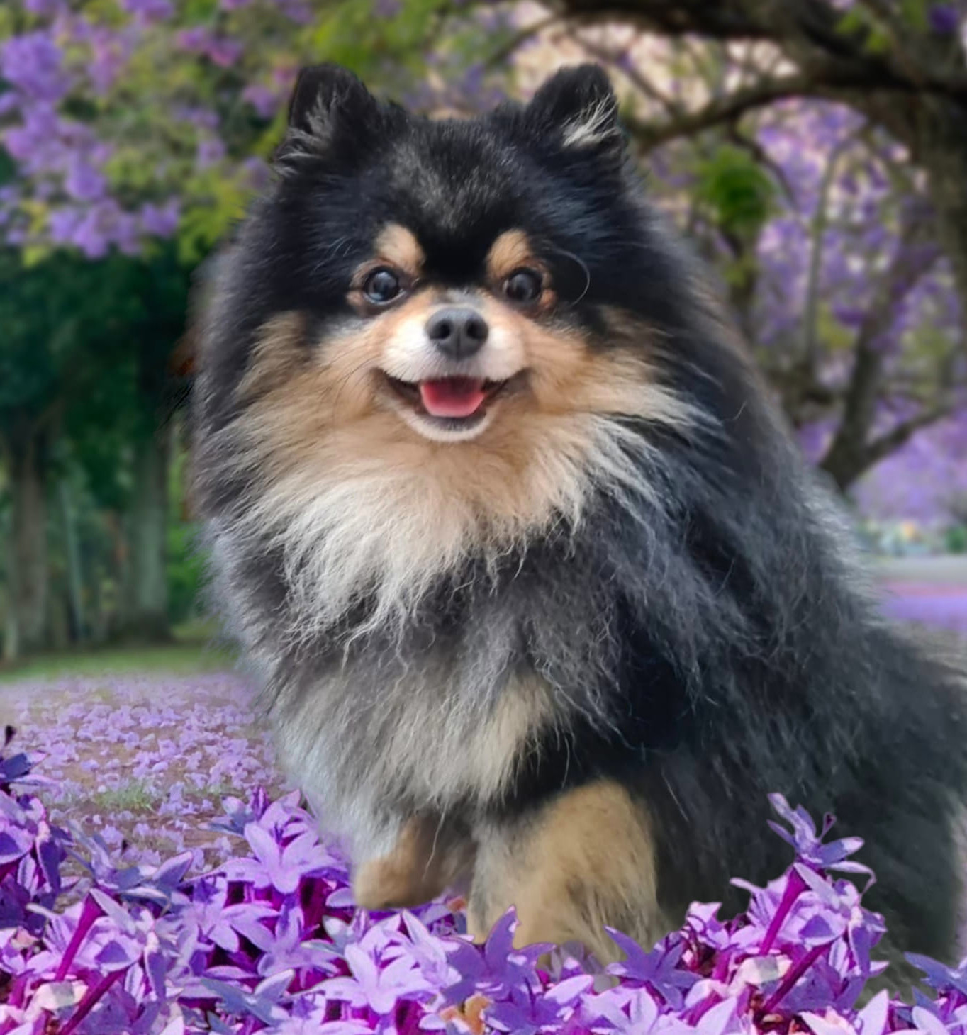 Kleinspitz, volpino italiano, tra fiori viola