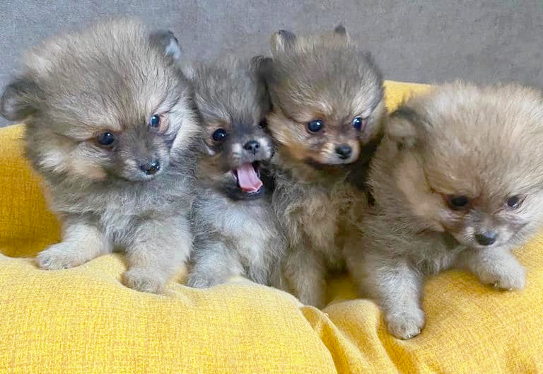 Cucciolata Kleinspitz